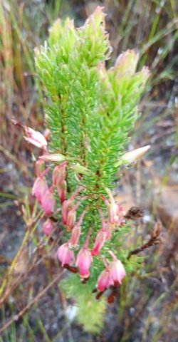Erica plukenetii subsp. plukenetii pale pink